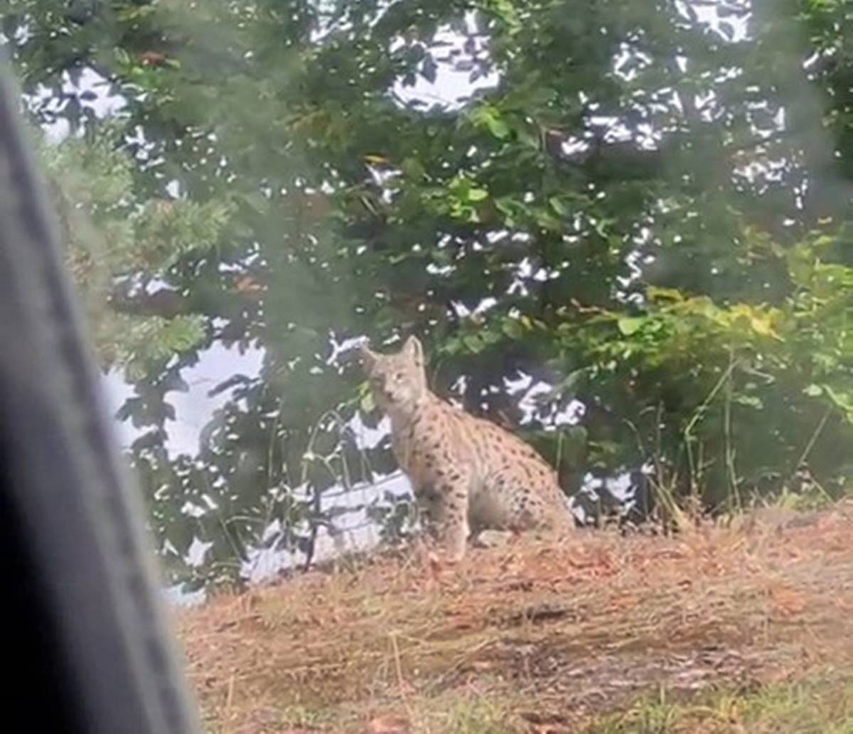 nesli-tukenme-tehlikesinde-olan-vasak-goruntulendi-2