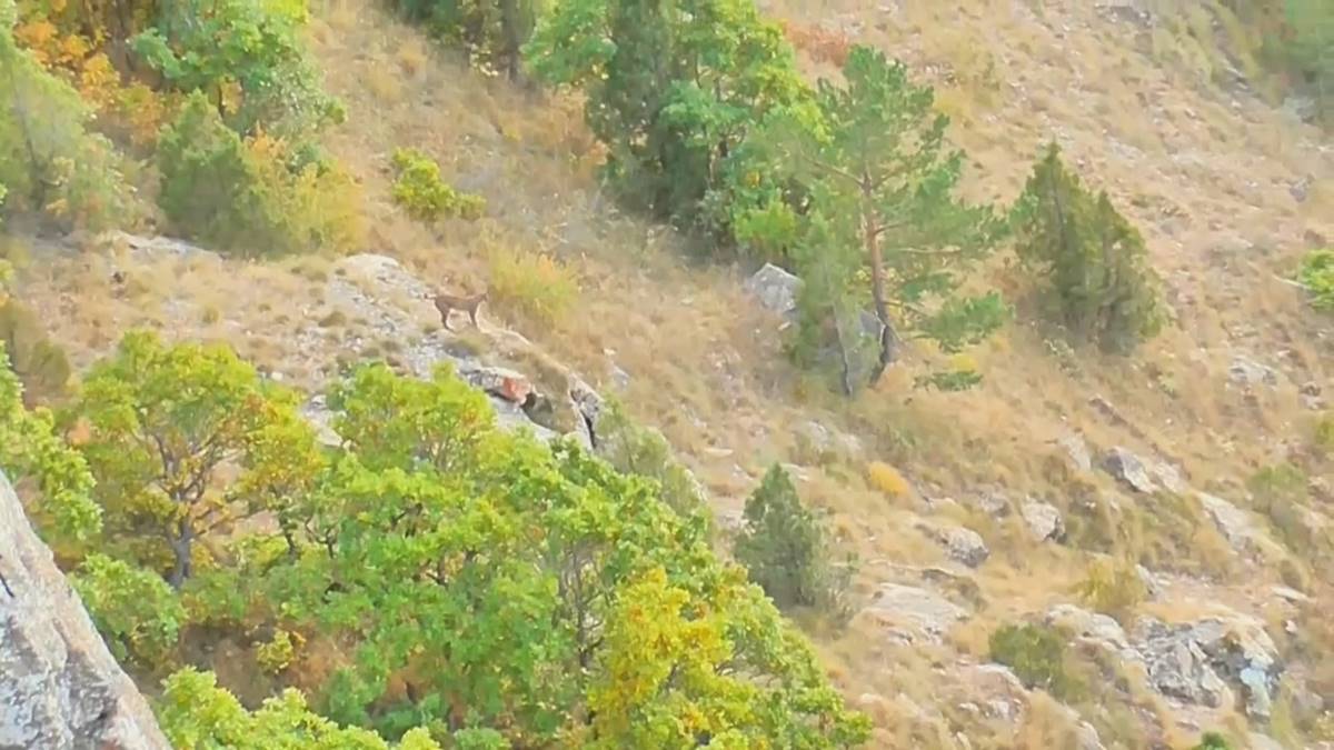 nesli-tukenme-tehlikesinde-olan-vasak-goruntulendi-4