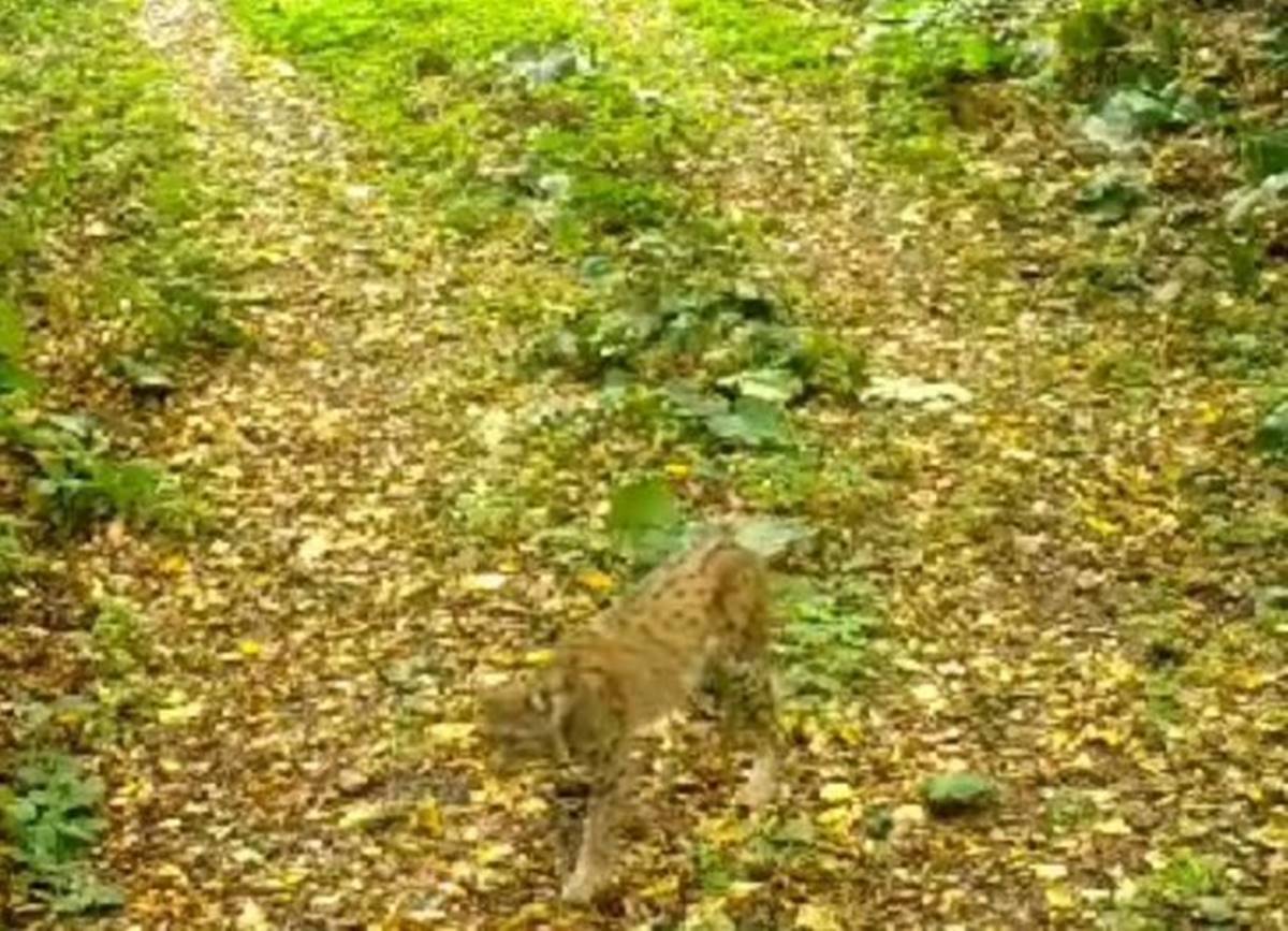 nesli-tukenme-tehlikesinde-olan-vasak-goruntulendi-5