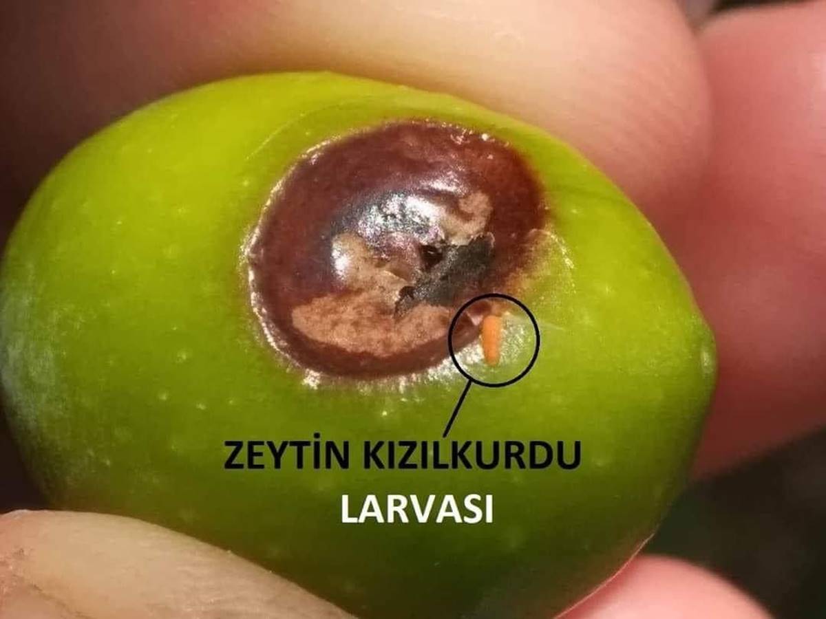 zeytin-kizilkurdu-nedir-zararlari-neler-2