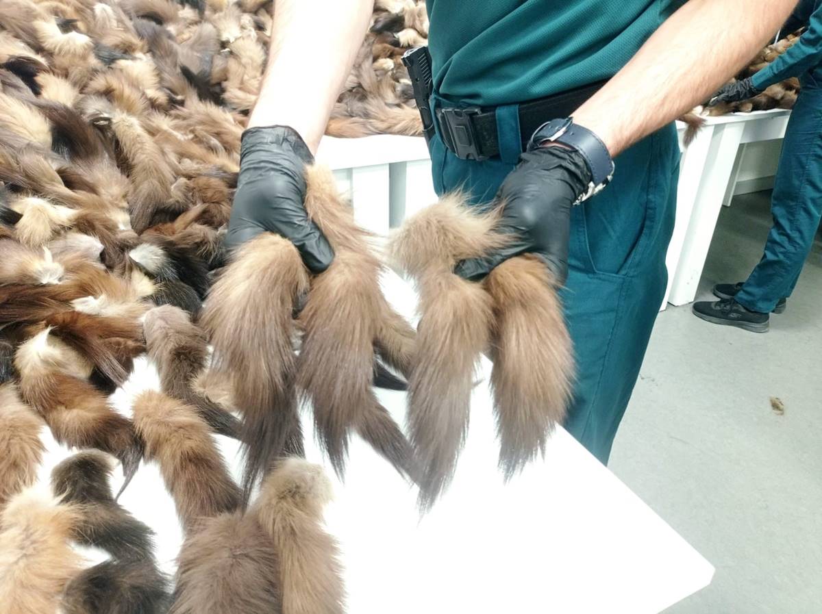 tilki-kuyrugu-ne-ise-yarar-1-001