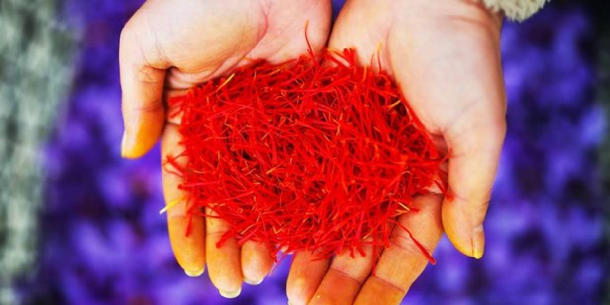 safran-bitkisi-ne-ise-yarar-2