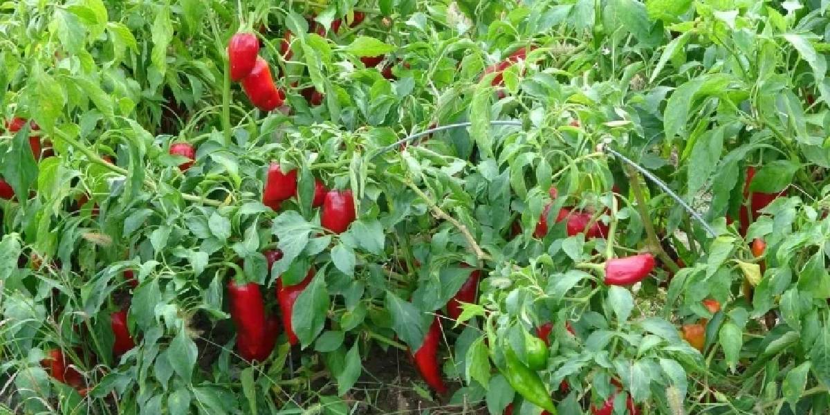 salcalik-biber-fiyatlari-1