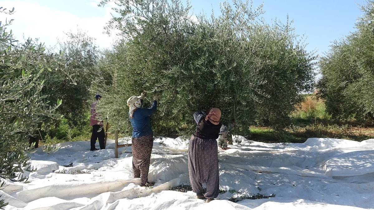 zeytin-ne-zaman-hasat-edilir-zeytin-nerede-yetisir-zeytinin-faydalari-neler-2