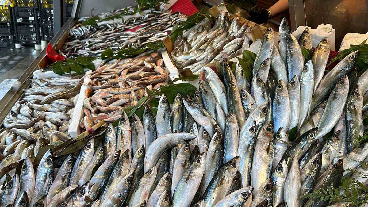 hamsinin-kilosu-ne-kadar-oldu-4