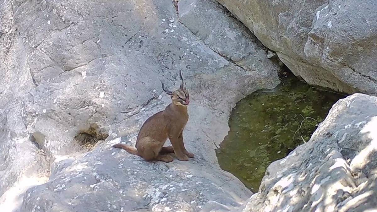 yabani-kedi-karakulak-1