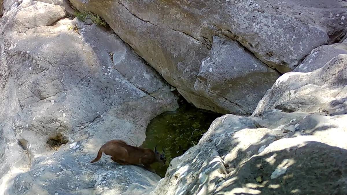 yabani-kedi-karakulak-2