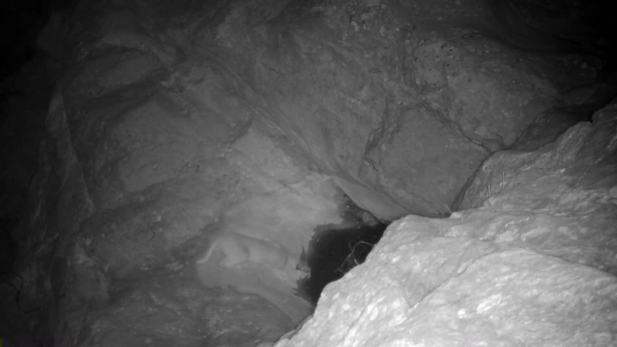 yabani-kedi-karakulak-3