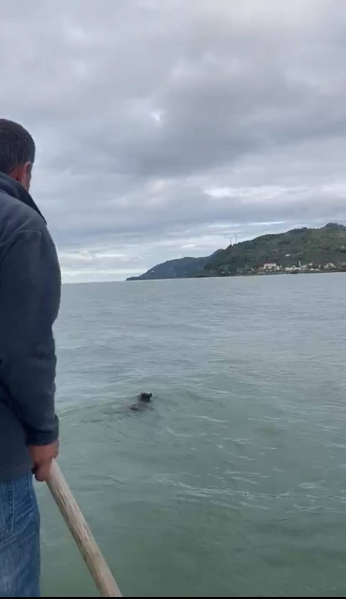 balikcilarin-agina-balik-degil-yavru-ayi-takildi-2