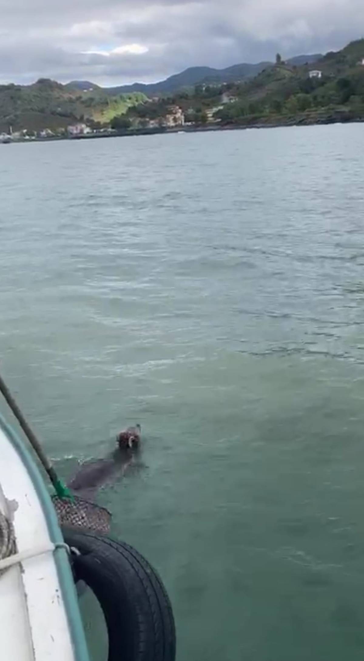 balikcilarin-agina-balik-degil-yavru-ayi-takildi-4