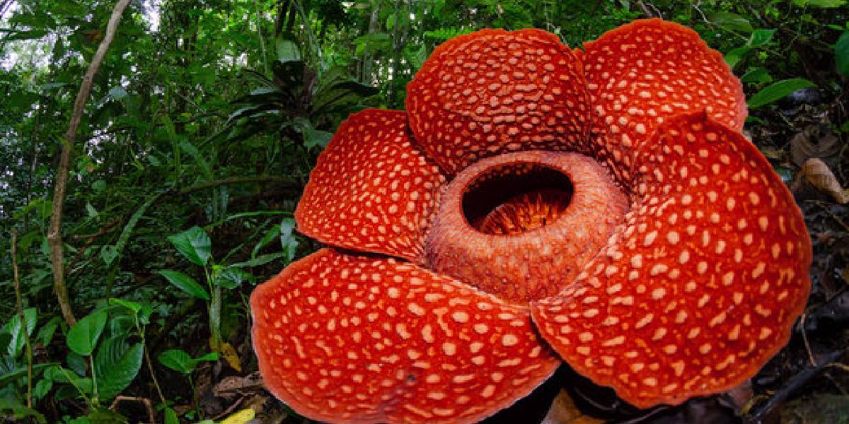rafflesia.jpg