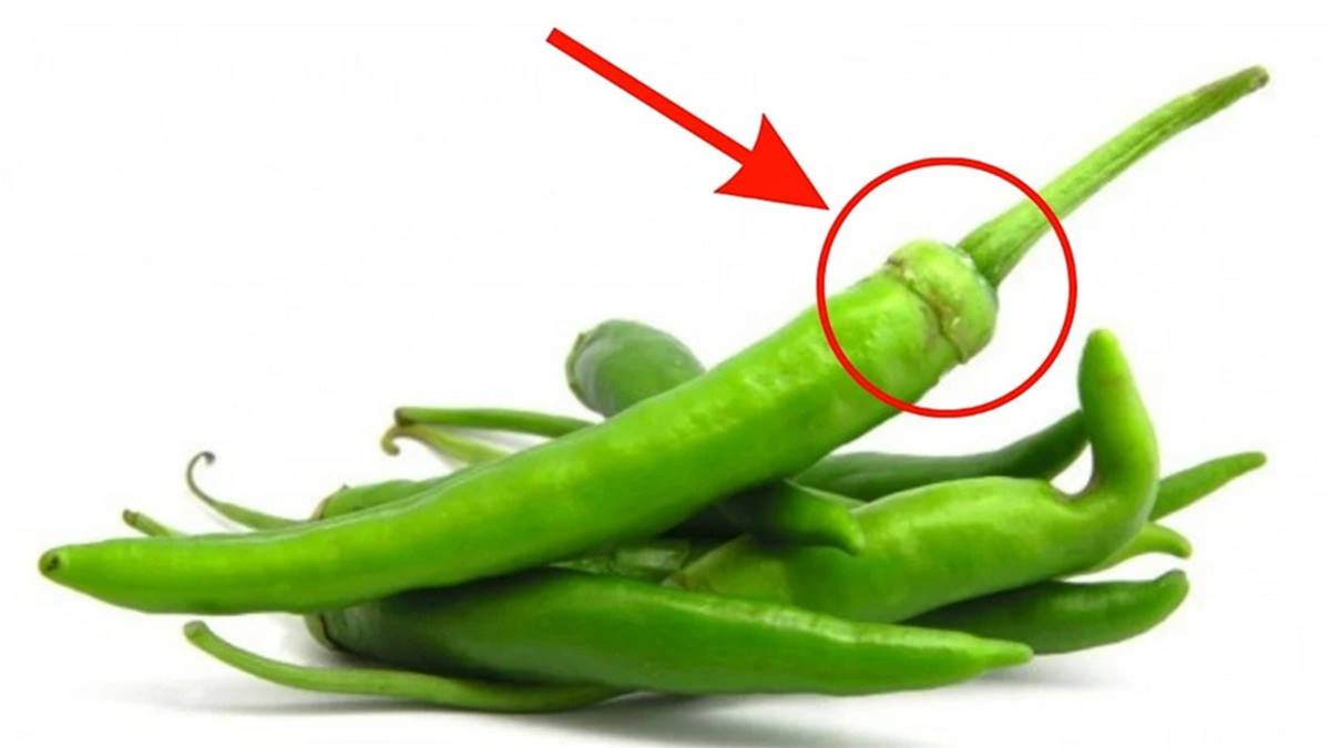 sivri-biberin-aci-mi-tatli-mi-oldugu-nasil-anlasilir