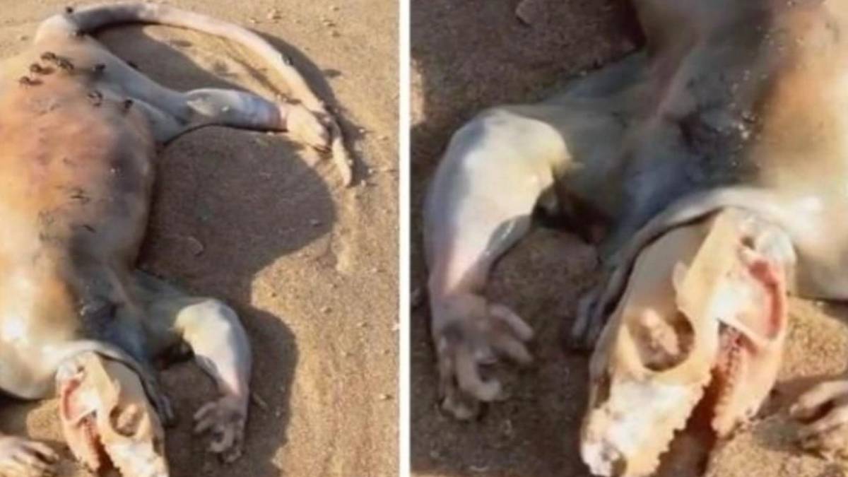 hghg-2023-11-02t015440-643