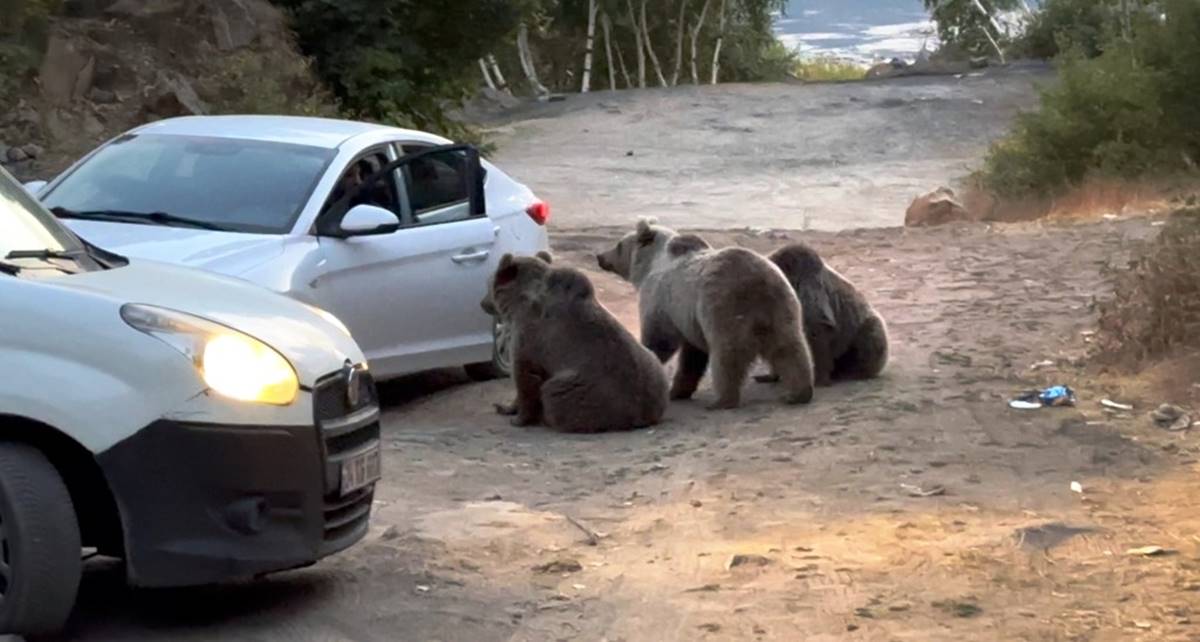 tatvan-boz-ayilar-yol-kesip-yiyecek-istiyor-2