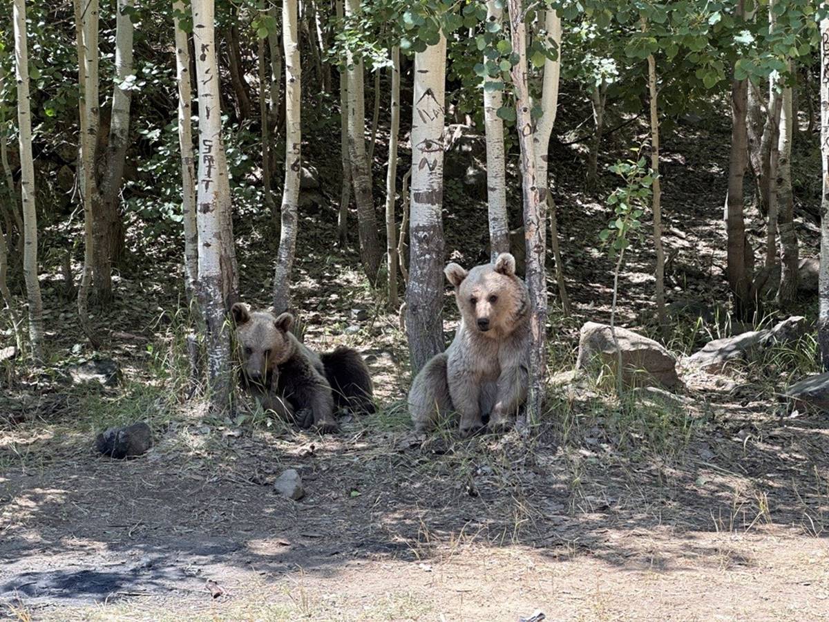 tatvan-boz-ayilar-yol-kesip-yiyecek-istiyor-6