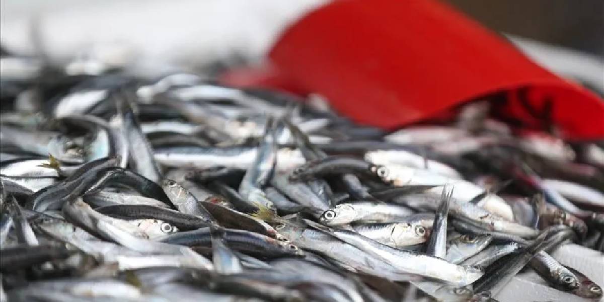 balikta-vhs-virusu-1