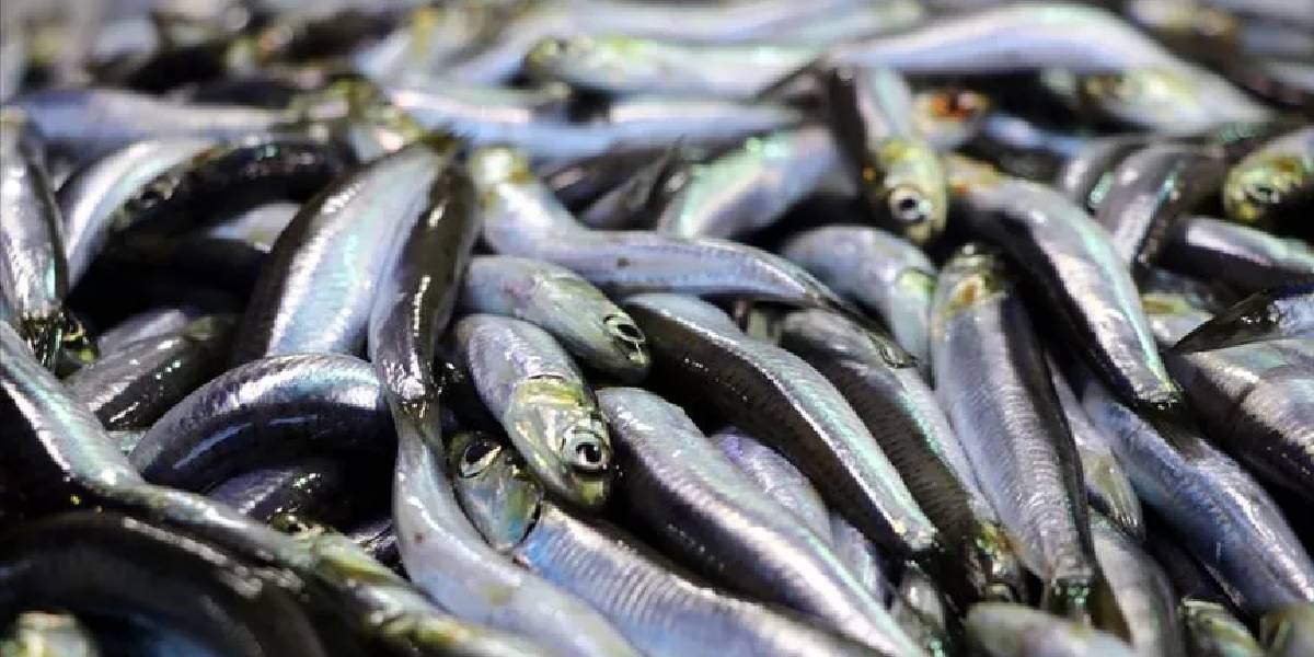 balikta-vhs-virusu-2