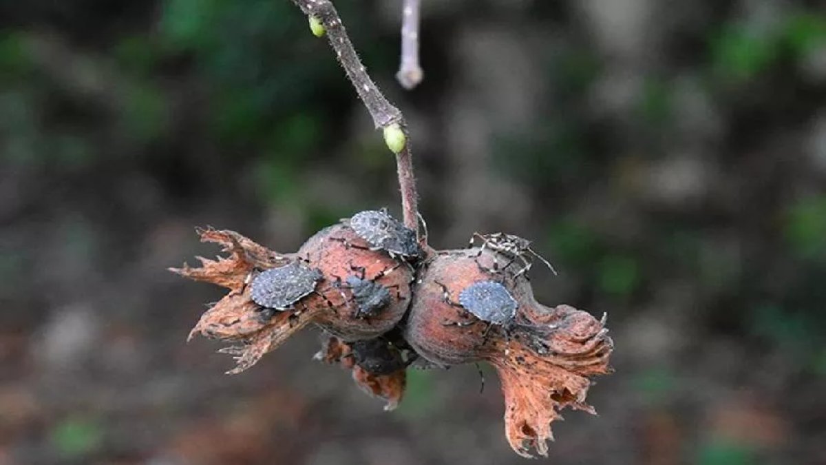 karadenizde-tehlike2