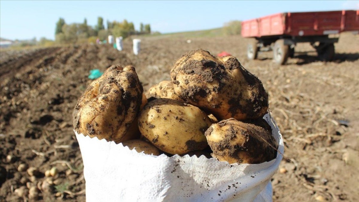 karsta-patates-hasadi1