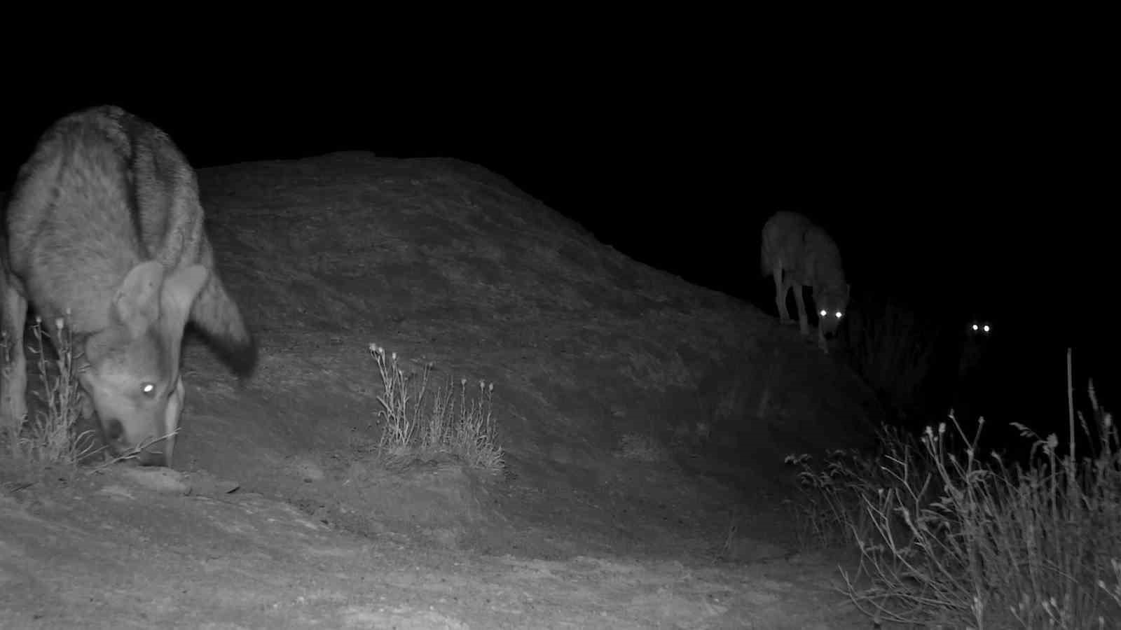 kurtlar-turkiyede-nerede-yasar-2