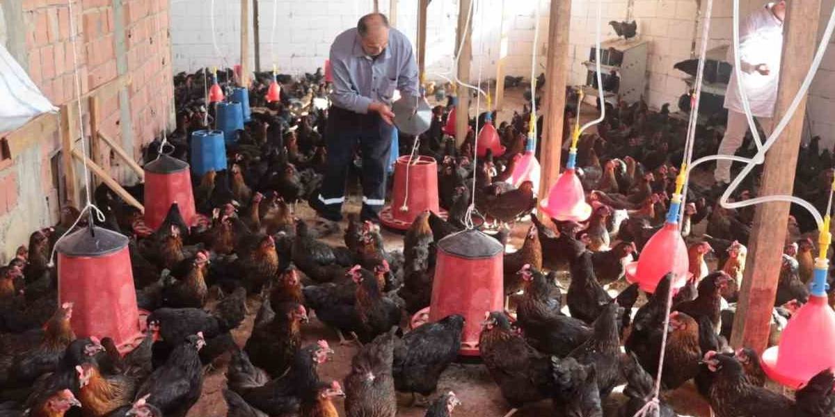 tavuk-yetistiriciligi