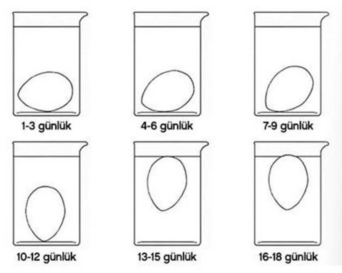 taze-yumurta-nasil-anlasilir-1