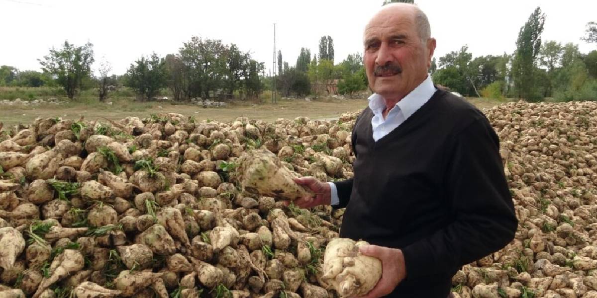 seker-pancari-hasadi