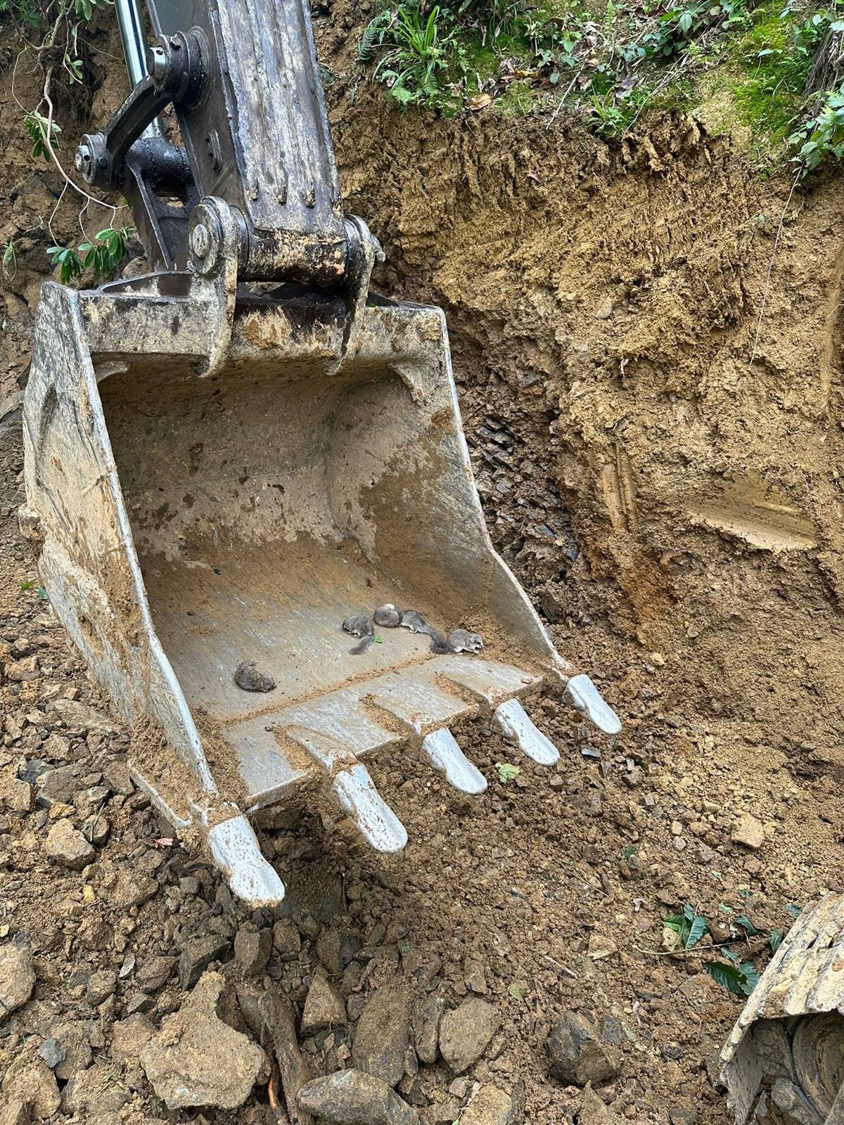 artvin-arhavi-heyelan-yavru-sincap