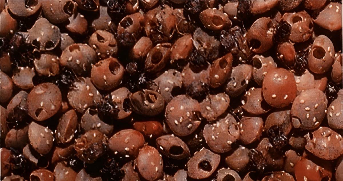 bakliyat-boceklerinden-kurtulmak-icin-ne-yapmaliyiz