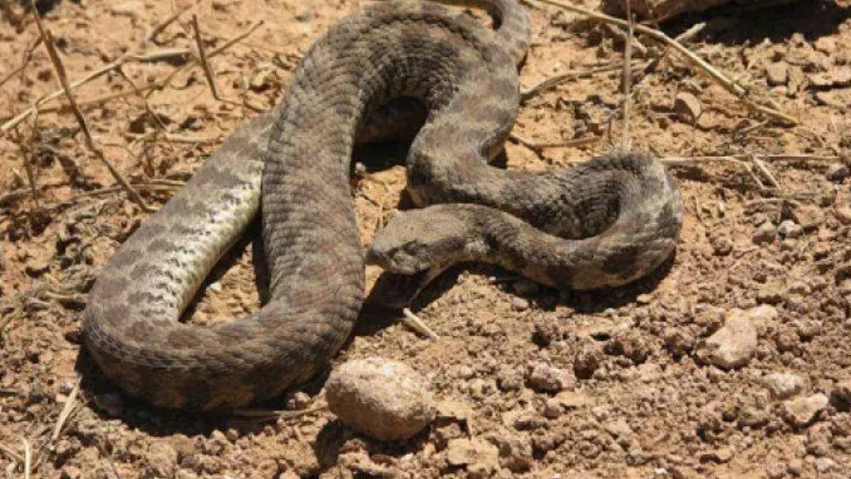 burasi-amerika-degil-turkiye-toprak-altindan-suzule-suzule-cikti-kiyamet-yakindir-uzmanlar-uyardi-o-ilimizde-istila-basladi-1