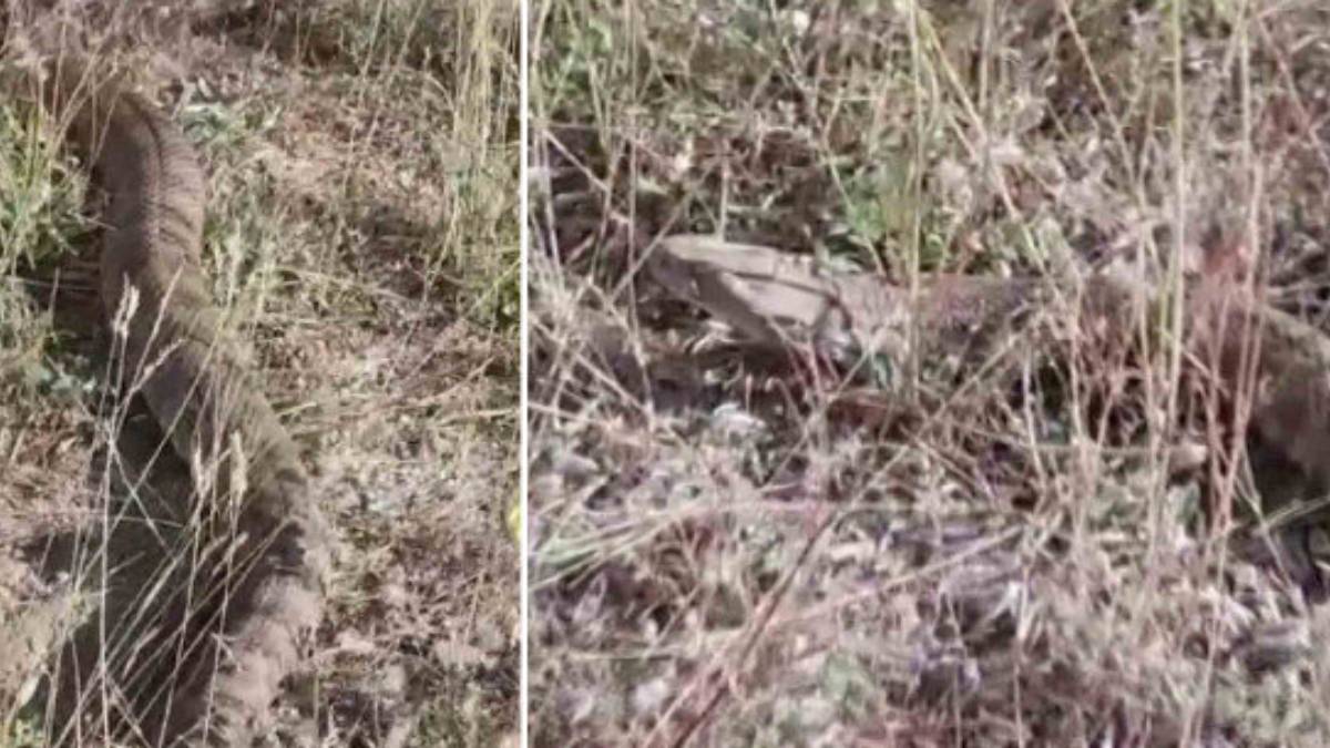 burasi-meksika-degil-turkiye-dev-yilan-calilardan-suzule-suzule-cikti-tam-2-metre-boyunda-o-ilimizde-istila-basladi