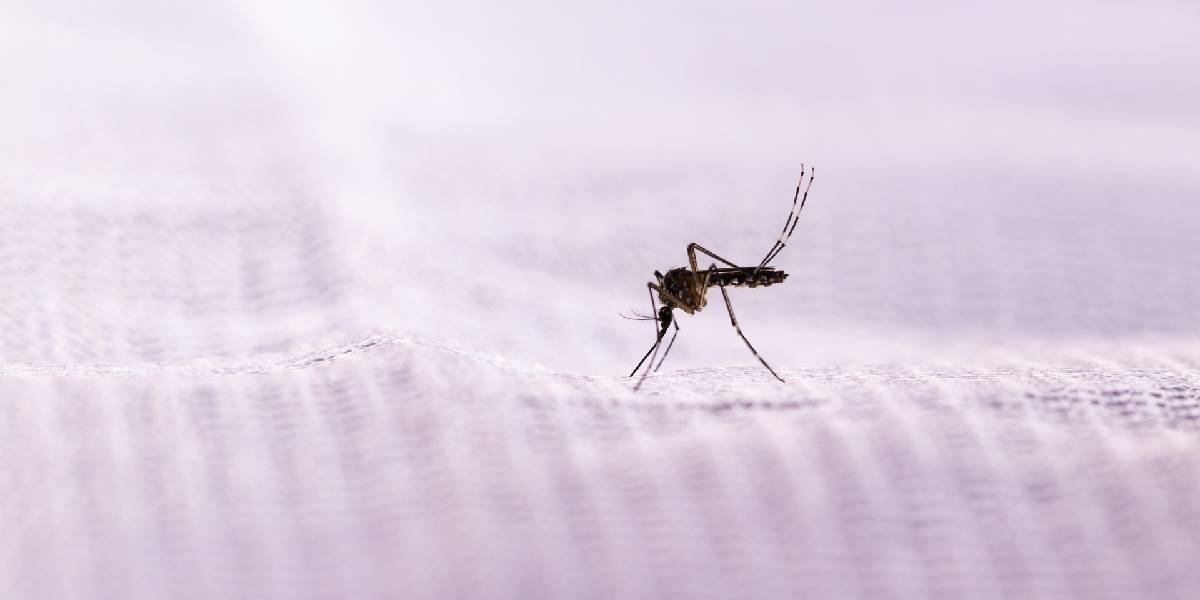 sivrisinek-1.jpg