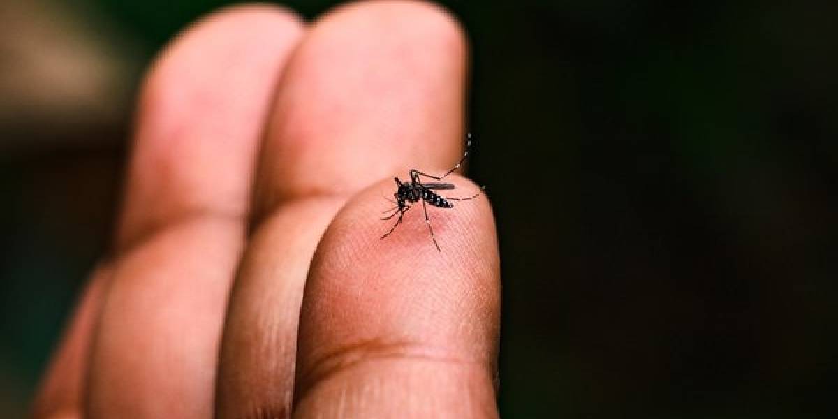 sivrisinek-kaplan.jpg