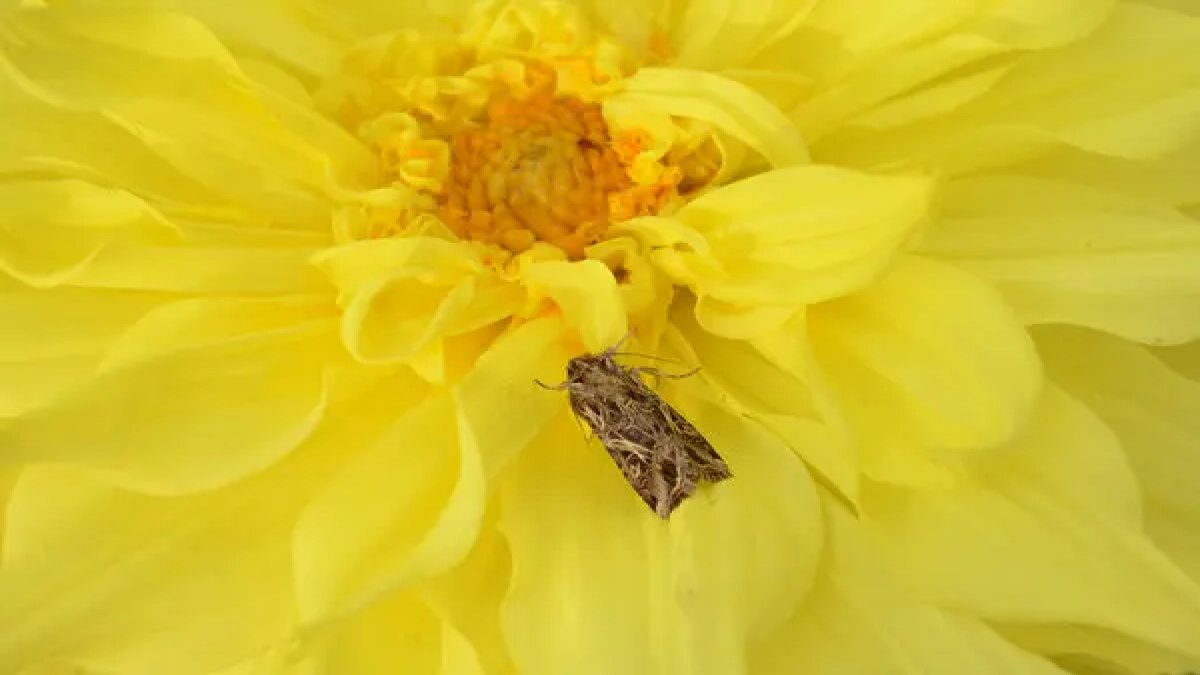 erkekleri-olduren-virus1