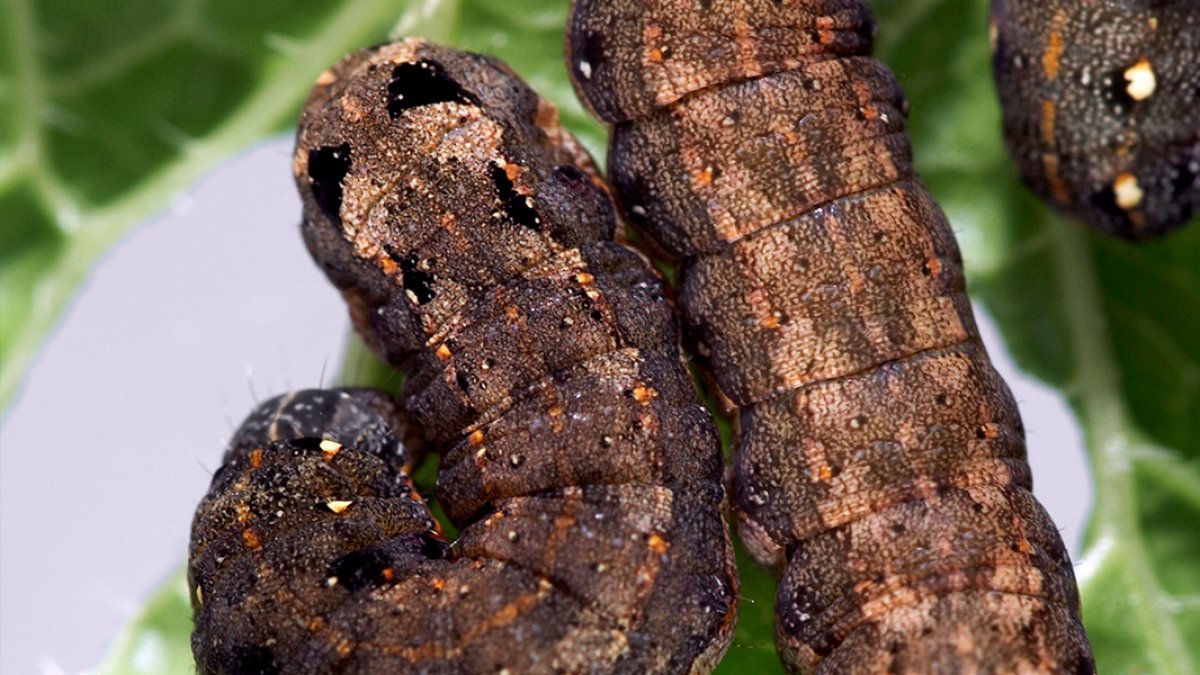 erkekleri-olduren-virus2