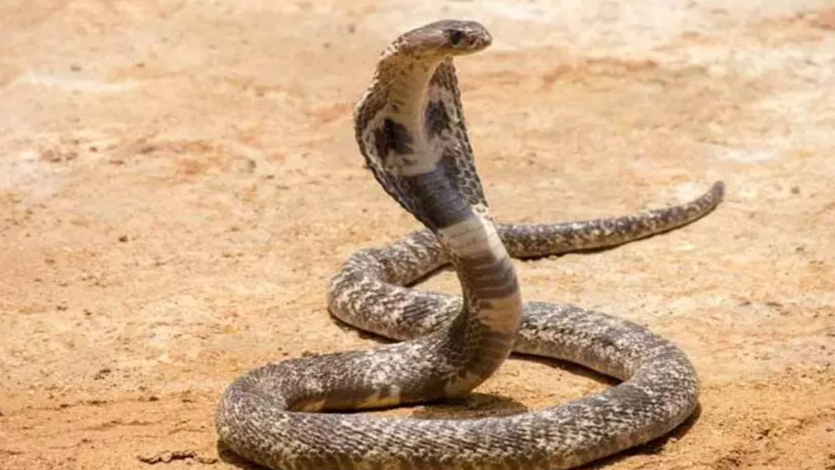 kral-kobra-hemcinsini-tek-lokmada-yuttu-yutuna-kadar-cipindi-ama-2