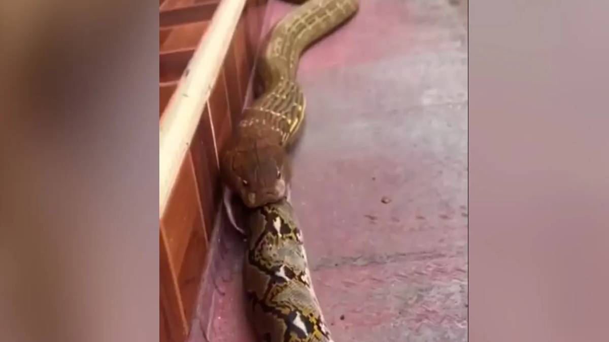 kral-kobra-hemcinsini-tek-lokmada-yuttu-yutuna-kadar-cipindi-ama