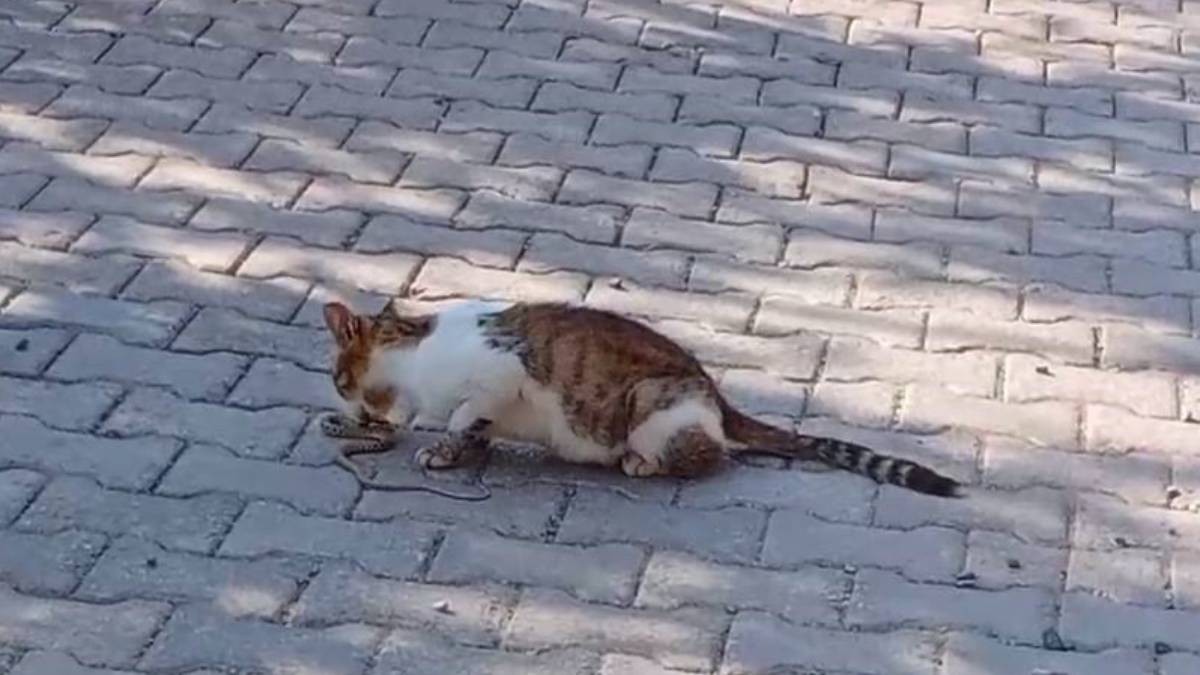 yilanla-kedinin-dev-savasina-sahit-olun-galip-taraf-ise-gorunce-aginiz-acik-kalacak-1