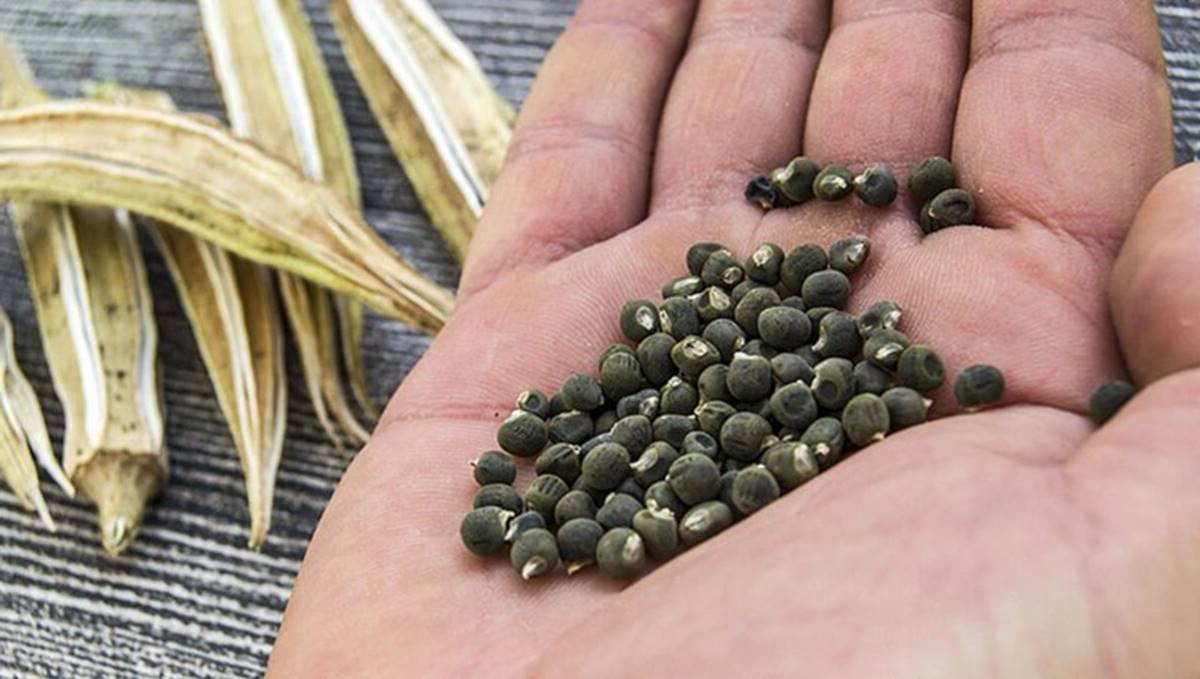 bamya-tohumunun-faydalari