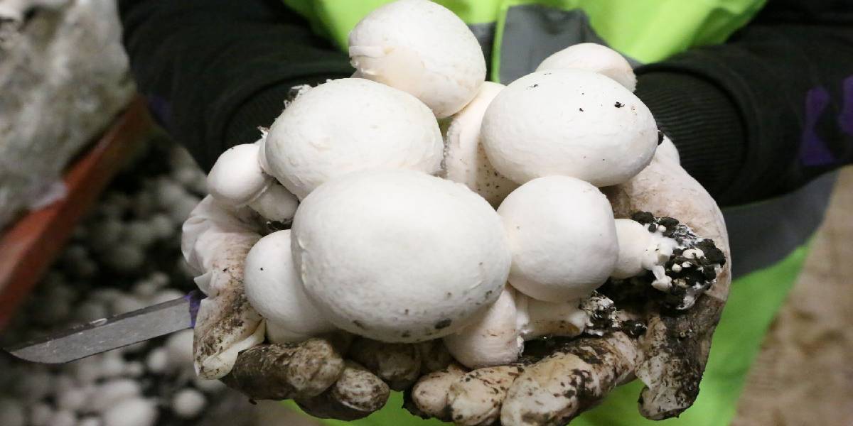 bolu-belediyesi-mantar-ureticiligi