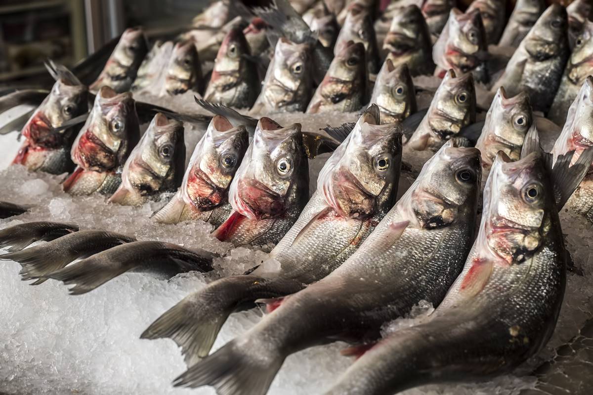 turkiye-su-urunleri-ihracat-rakamlari-2023-4