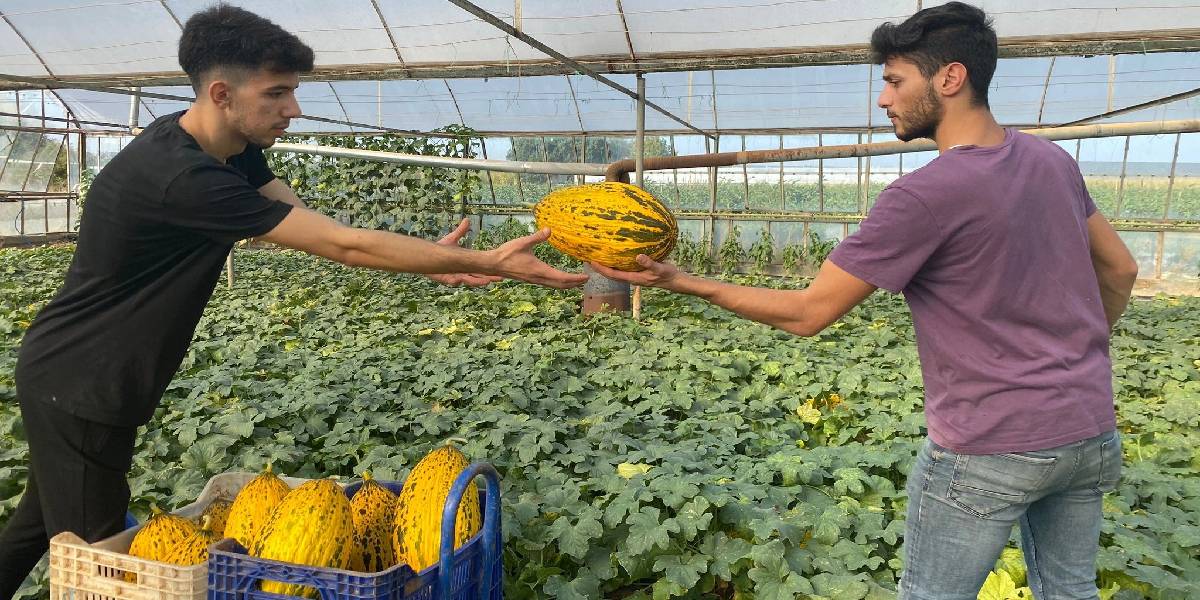 antalya-serik-kavun-hasadi