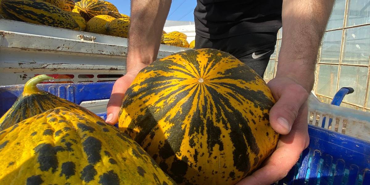 kavun-hasadi-antalya