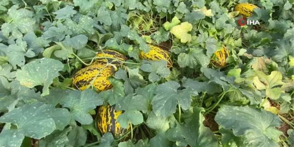 kavun-hasadi-basladi