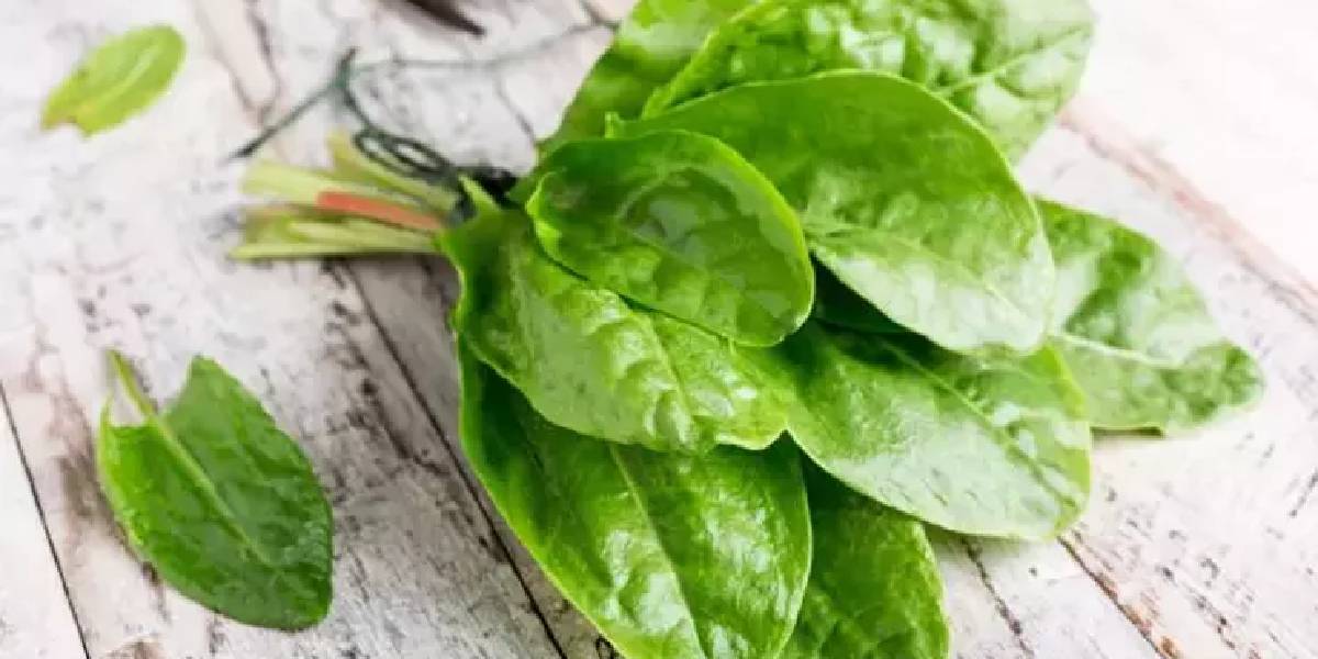 kuzukulagi-faydalari-1