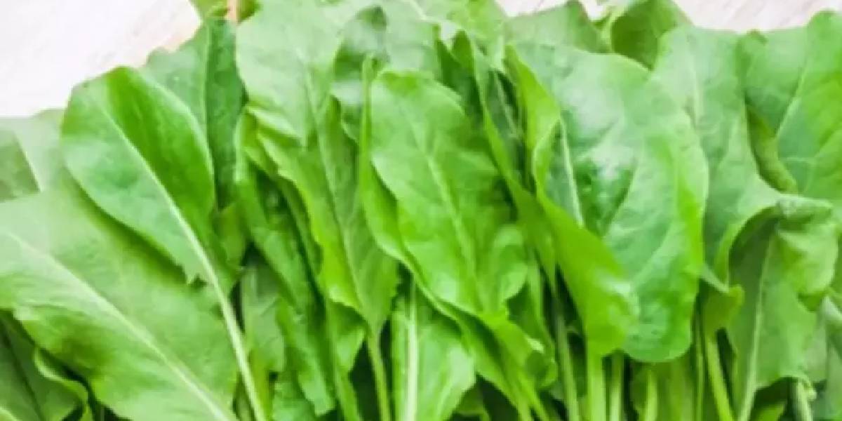 kuzukulagi-faydalari-2