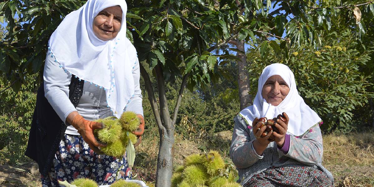 demirci-kestanesi-manisa