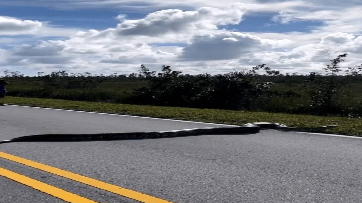 kiyamet-alemetleri-basladi-dunyanin-en-buyuk-yilani-toprak-altindan-cikti-her-an-turkiyeye-sicrayabilir-1