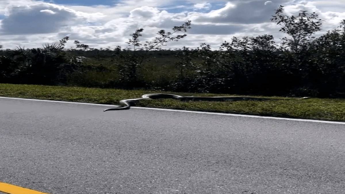 kiyamet-alemetleri-basladi-dunyanin-en-buyuk-yilani-toprak-altindan-cikti-her-an-turkiyeye-sicrayabilir