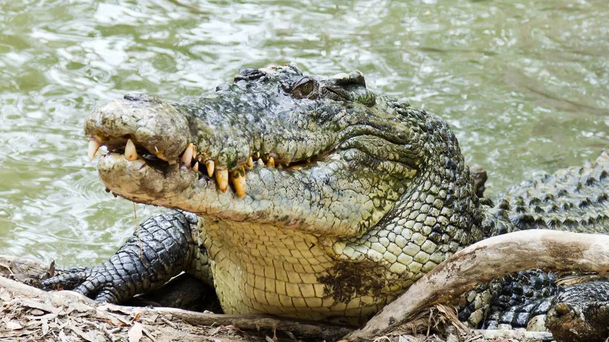 australian-colin-deveraux-crocodile-attack